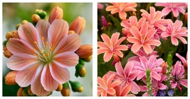 2 Little Peach Lewisia Live Starter Plant Bi-tone Flowers - $61.90