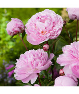 1 Plant - Peony lactiflora Sarah Bernhardt - Paeoniceae - €9,54 EUR