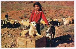 Postcard Navajo Girl With Sheep Dogs - £3.05 GBP