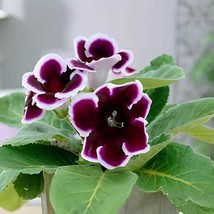 200 Seeds Gloxinia Bonsai Sinningia Gloxinia Flower Bonsai - $20.81 CAD