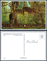 WASHINGTON Postcard - Olympic National Park, Moss Draped Maples L33 - £2.34 GBP