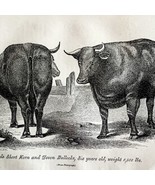 Short Horn Ox And Devon Bull 1863 Victorian Agriculture Animals Art DWZ4A - $49.99