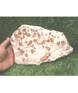 Cretaceous Douvilleiceras Ammonite &amp; Gastropods Fossil Plate – Morocco S... - $56.43