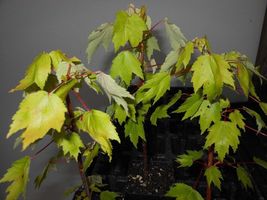 Red Maple 2.5" pot native red maple image 3