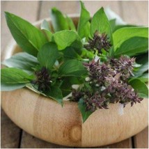 Thai Basil Seeds Gardening Easy Grow Usa Shipping - £4.36 GBP