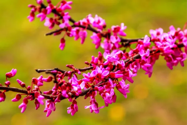 Red Bud Tree Seeds To Grow 30+ Seeds Exotic Flowering Tree For Yard Or Bonsa Gar - $18.98