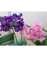 New Fresh Streptocarpus Concorde Mix Flower Seeds - €3,80 EUR