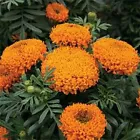 Dendi Store Marigold- Tagetes Erecta- Orange- 50 Seeds - $8.99