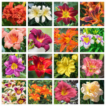 10 Mixed Colors Daylily Hemerocallis Day Lily Fine Mix Red Purple Flower Seeds F - £8.97 GBP