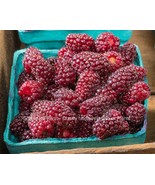 Tayberry Plants - Ships Rooted in Soil - Sweet Fruit- Raspberry Blackber... - $460.39 MXN+