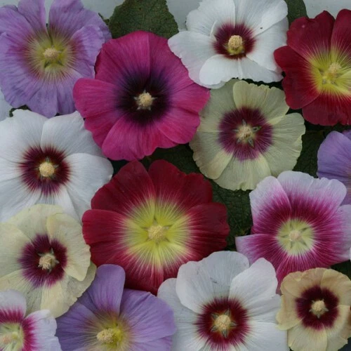 Stunning Alcea rosea Halo Mix 1,000 seeds - $4,820.27 MXN