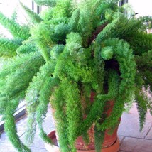 Foxtail Fern Seeds Asparagus Meyerii Of 10 Seeds New Fresh US Shipping - $4.80