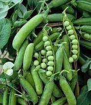 Free Shipping 35 Seeds Alaska Pea NON-GMO Shelling Pea Heirloom Earliest Of All - £10.10 GBP