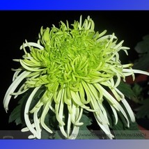 Green Spider Chrysanthemum Flower Seeds,100 seeds. - £5.97 GBP