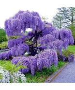 Wisteria Blue Rain seeds best gift for him her mom dad, home decor, birt... - £7.89 GBP