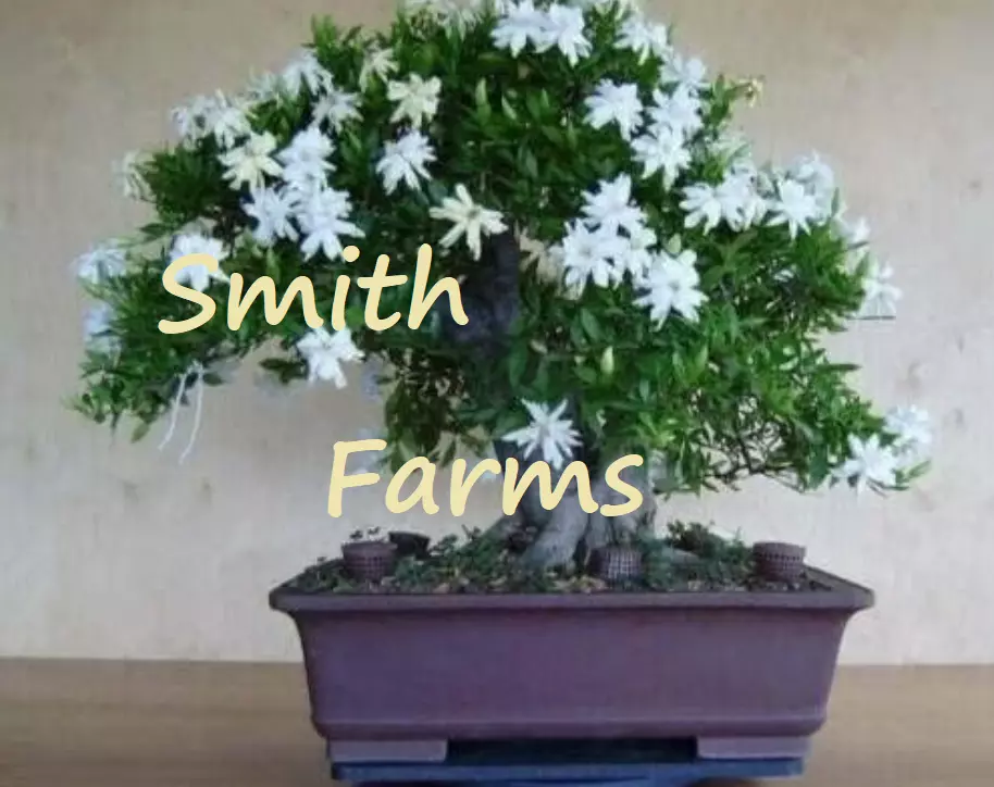 10 Seeds White Jasmine Bonsai Tree Flowering Vibrant White Flowers - $11.39