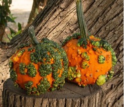 10 Mini Warts Pumpkin Seeds Halloween Small Specialty Warty New Fresh Se... - $24.50