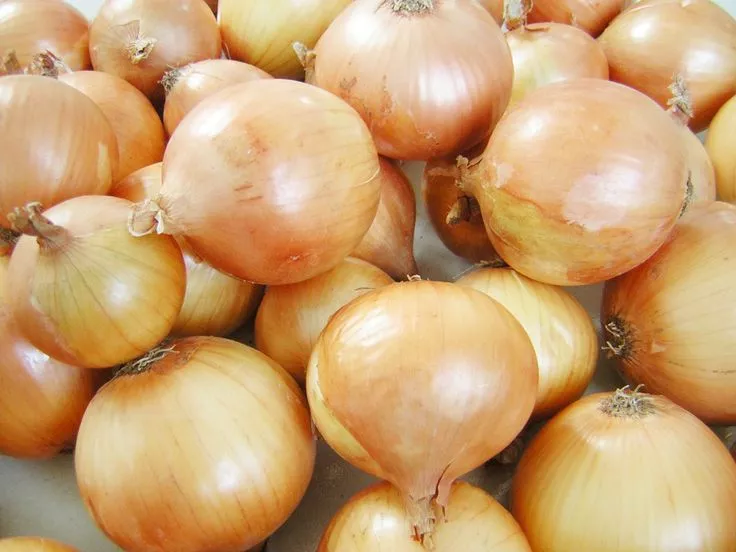 PSStore 250 Texas Grano 502 Onion Non Gmo Seeds Catalog - £7.22 GBP