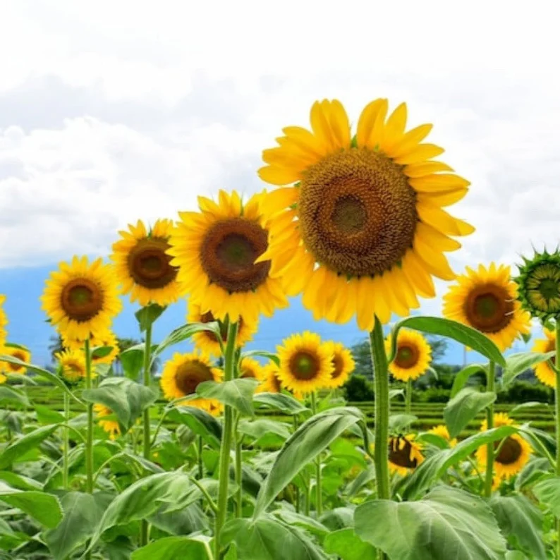 15 Seeds Mammoth Sunflower Greystripe Seeds (Helianthus annuus) - $100.63 MXN
