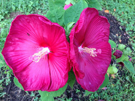7 Red Hibiscus Flower Seeds-1283 - £3.14 GBP