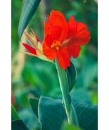 Canna Indica  x hybrida rodigas 30 seeds  Indian shot African arrowroot ... - $261.22 MXN