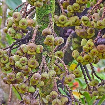 New Seeds 20 Seeds Elephant Ear Fig Tree Ornamental Tropical Plant Ficus Auricul - £11.47 GBP