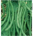 50 Fresh Blue Lake Bush Bean Heirloom Seeds - $6.00
