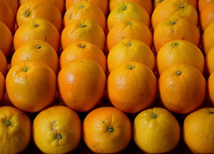 5 Valencia Orange Seeds for Garden Planting - $11.81