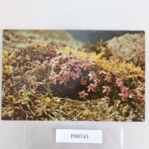 Cushion Pink Moss Campion Flower Alaska Vtg 1960s Postcard Dedman&#39;s Phot... - $6.88