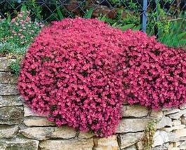 50 pcs red cascade aubrieta rock cress flower seeds  mnss2 thumb200