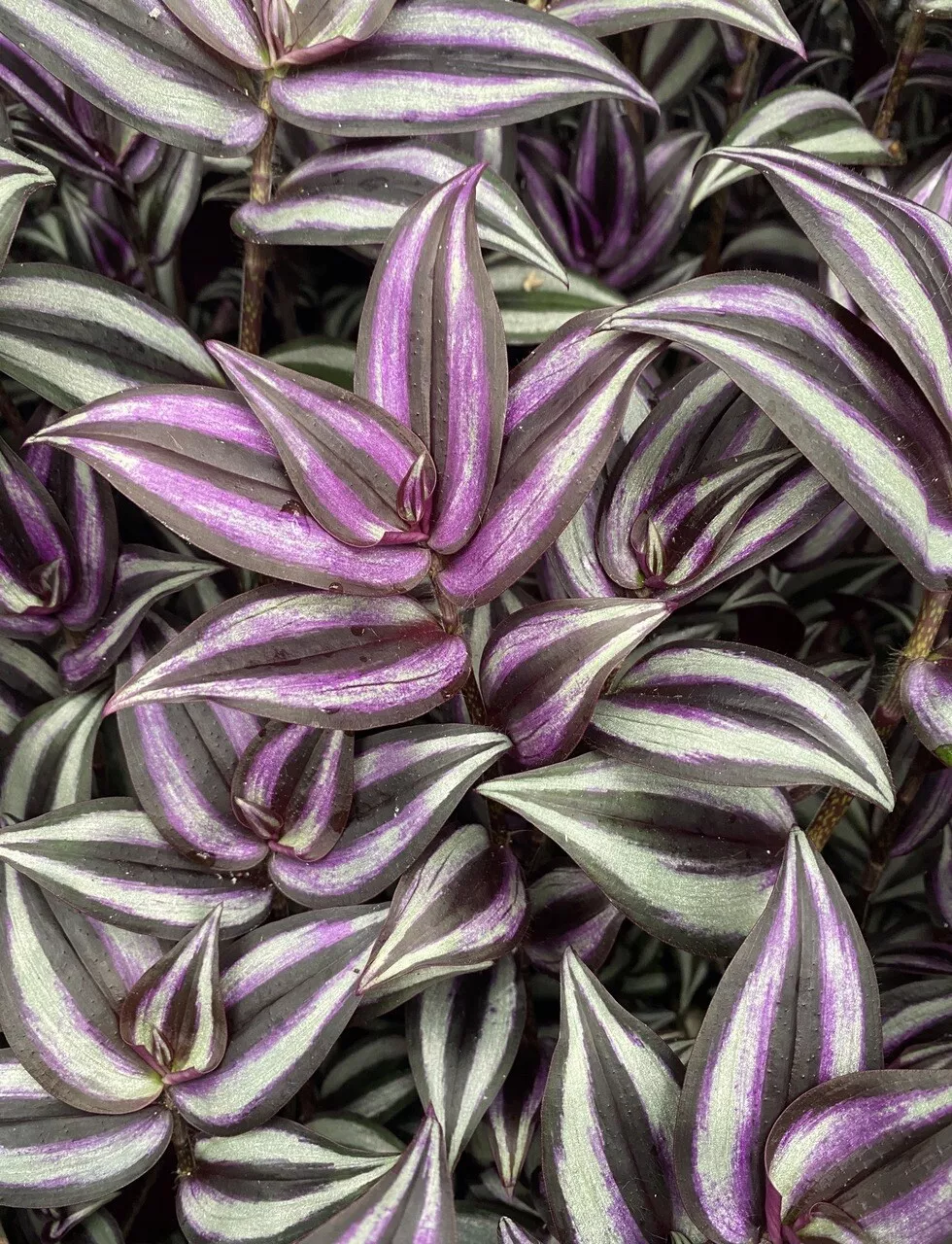5 Cuttings Organic Wandering Jew Tradescantia Zebrina - $23.98