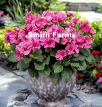 SL 25 Seeds Pink Rose Mallow Flowers - $4.50