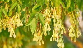 Fast Growing Tree Seeds: Boxelder Maple Acer Negundo Size: 10 Seeds - £6.17 GBP