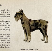 Standard Schnauzer 1939 Dog Breed Art Ole Larsen Color Plate Print PCBG17 - €25,92 EUR