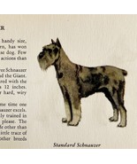 Standard Schnauzer 1939 Dog Breed Art Ole Larsen Color Plate Print PCBG17 - $42.12 CAD
