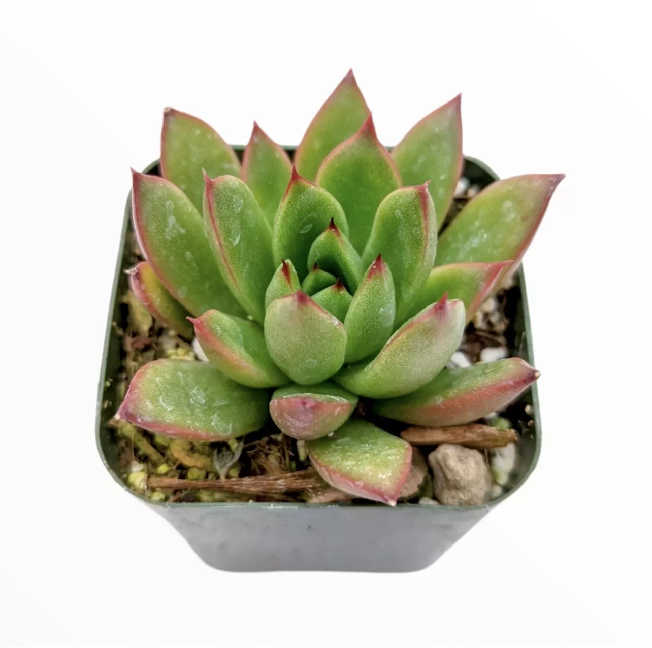 2” Pot Echeveria agavoides &#39;Christmas&#39; Succulent Plant - $21.98