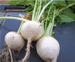 HS 700 White Egg Turnip Seeds. Fresh For Gardens - £1.76 GBP