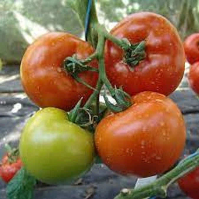 50 Seeds Oroshan Tomato Vegetable Fast US Shipping - €8,31 EUR