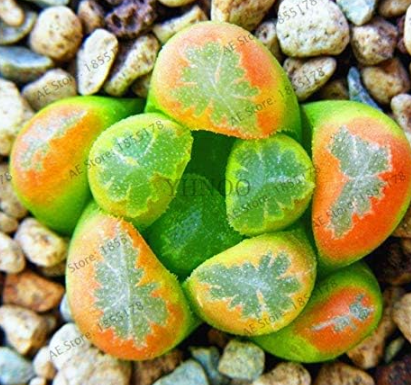 Pseudotruncatella Living Stone Rare Succulent Flores Color: 11 - $17.99