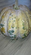 Musquee de Maroc Pumpkin - Squash - 5+ seeds - MOROCCAN HEIRLOOM! (C 022) - £1.95 GBP