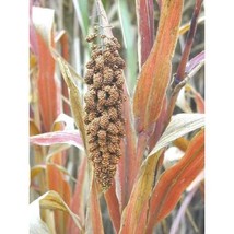 Japanese Millet  10 Seeds  Garden Beautiful USA SELLER - £4.58 GBP