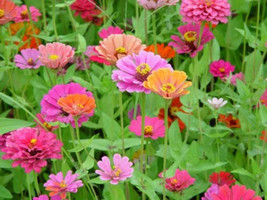 Bloomys 200 Seeds Mixed Colors Zinnia Pompon Zinnia Elegans Flower - £8.51 GBP