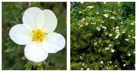 1 Plant POTENTILLA &quot;McKay&#39;s White&quot; White Potentilla Garden - £28.27 GBP
