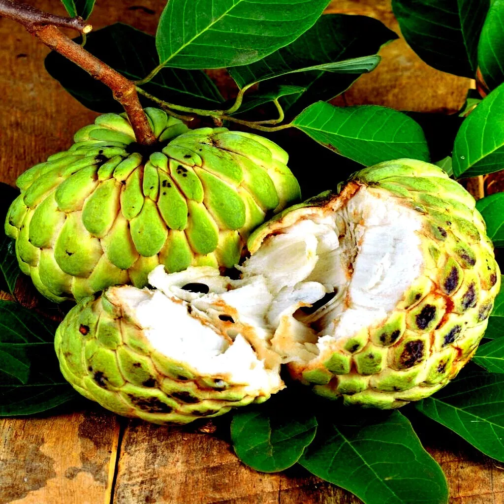 Easy Grow - 10 Sugar Apple Seeds - Organic Fruit (Annona squamosa)Tropic... - £6.67 GBP