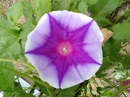 5 seeds Japanese Morning Glory Purple Star Heirloom Seeds Swift Bloom Garden Mag - £9.43 GBP