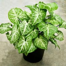 Syngonium Podophyllum White Butterfly Live Arrowhead Plant Rooted Cuttings - $355.77 MXN+