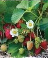Elan F1 Strawberry 100 PCS Seeds - $154.14 MXN
