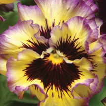 New Frizzle Sizzle Lemonberry Pansy Seeds Viola X Wittrockiana Fresh Garden USA  - $12.43