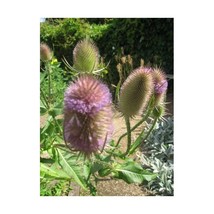 Premier Seeds Direct TEA01F 1.5 g Wild Teasel Dipsacus Fullonum Flower S... - $9.60 CAD