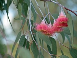 50 + Silver Princess Gum Eucalyptus Seeds Tree Flower Perennial Flowers Seed 134 - $11.49